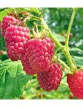Mirtillo Gigante (Vaccinium Corymbosum Coville)