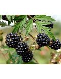 Mirtillo Gigante (Vaccinium Corymbosum Coville)