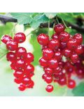 Mirtillo Gigante (Vaccinium Corymbosum Coville)