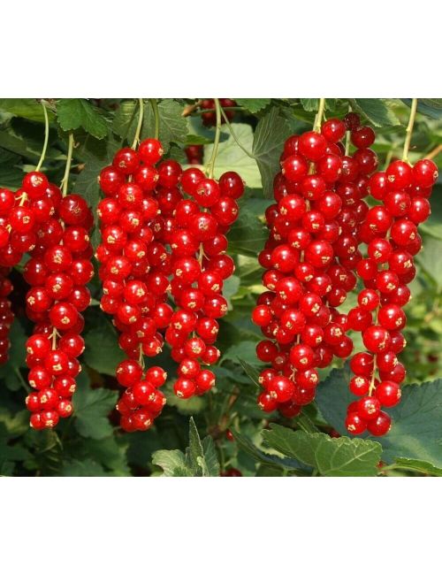 Mirtillo Gigante (Vaccinium Corymbosum Coville)