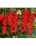 Mirtillo Gigante (Vaccinium Corymbosum Coville)