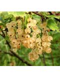 Mirtillo Gigante (Vaccinium Corymbosum Coville)