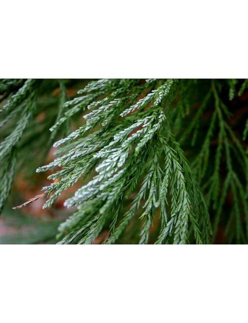 Sequoia Sempervirens
