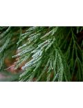 Sequoia Sempervirens
