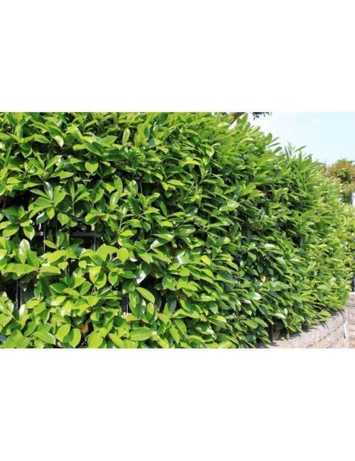 Photinia Red Robin