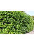 Photinia Red Robin