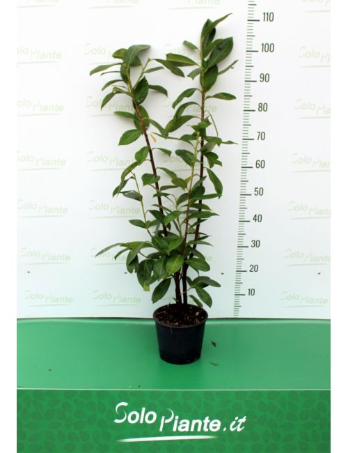 Photinia Red Robin
