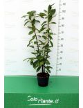 Photinia Red Robin