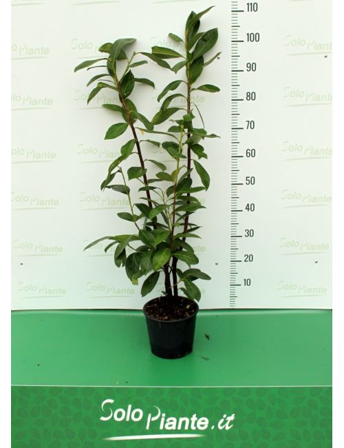 Photinia Red Robin