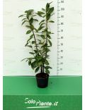 Photinia Red Robin