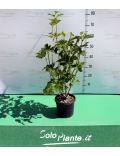 Lentaggine/Laurotino (Viburnum Tinus)