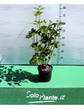 Lentaggine/Laurotino (Viburnum Tinus)