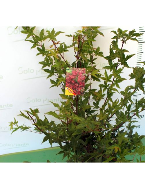 Acero Giapponese "Deshojo"
