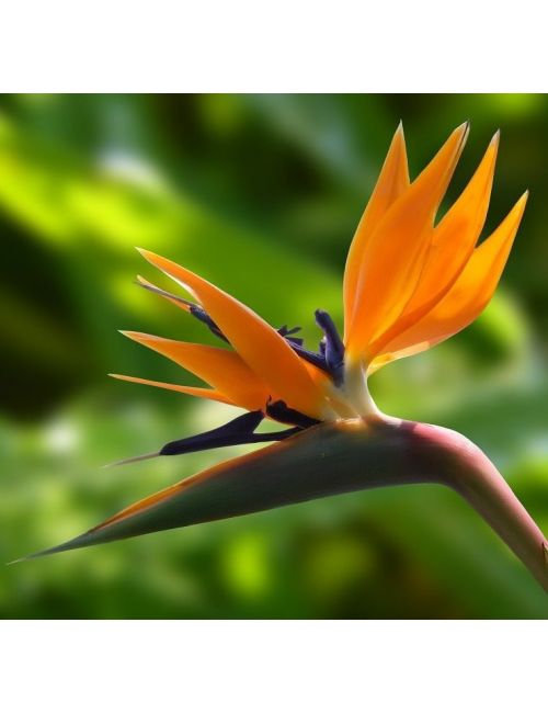 Uccello del Paradiso (Strelitzia Reginae)