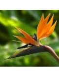 Uccello del Paradiso (Strelitzia Reginae)