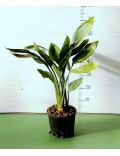 Uccello del Paradiso (Strelitzia Reginae)