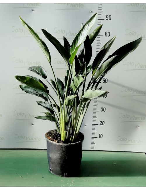 Uccello del Paradiso (Strelitzia Reginae)