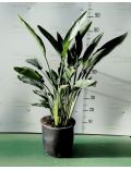 Uccello del Paradiso (Strelitzia Reginae)