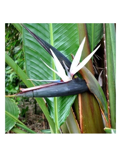 Uccello del Paradiso (Strelitzia Reginae)