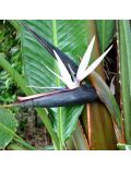 Uccello del Paradiso (Strelitzia Reginae)