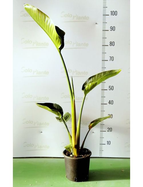 Uccello del Paradiso (Strelitzia Reginae)