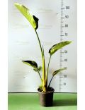 Uccello del Paradiso (Strelitzia Reginae)