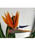 Uccello del Paradiso (Strelitzia Reginae)