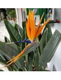 Uccello del Paradiso (Strelitzia Reginae)