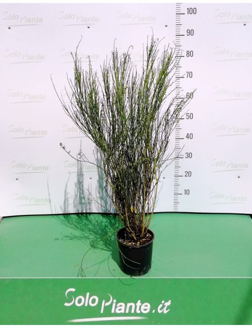 Spartium Junceum (Ginestra di Spagna)