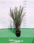 Spartium Junceum (Ginestra di Spagna)