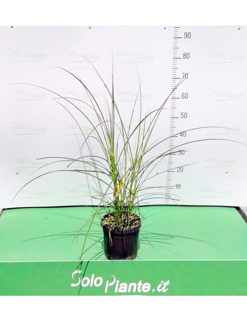 Miscanthus Zebrinus