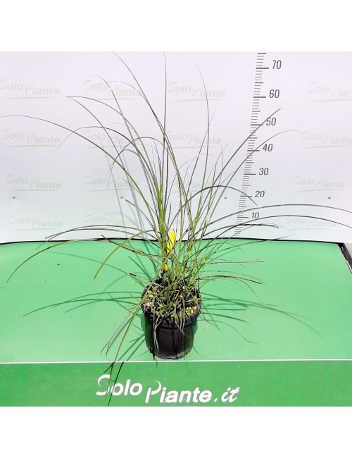 Miscanthus Zebrinus