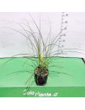 Miscanthus Zebrinus