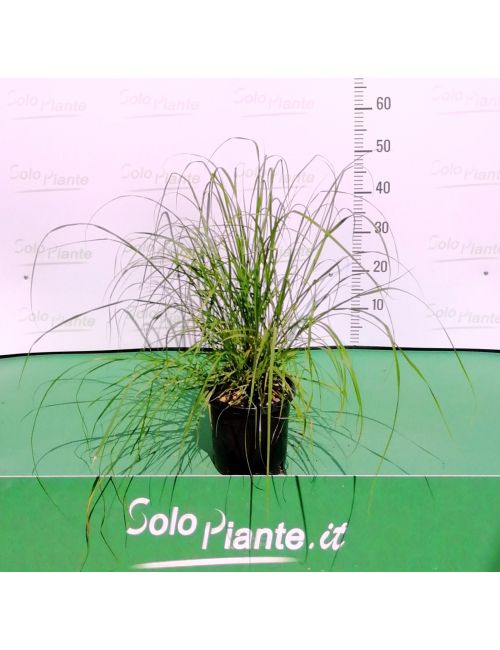 Pennisetum Hameln
