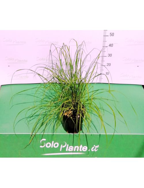 Pennisetum Hameln