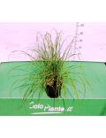 Pennisetum Hameln