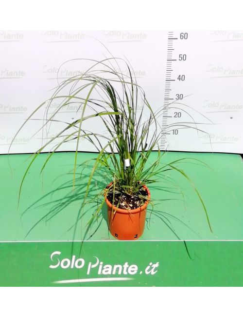Cortaderia Selloana Rosea (Erba della Pampas a fiore rosa)
