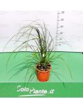 Cortaderia Selloana Rosea (Erba della Pampas a fiore rosa)
