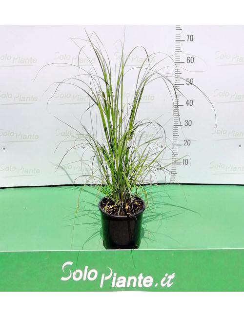 Cortaderia Selloana Rosea (Erba della Pampas a fiore rosa)