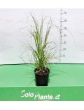 Cortaderia Selloana Rosea (Erba della Pampas a fiore rosa)