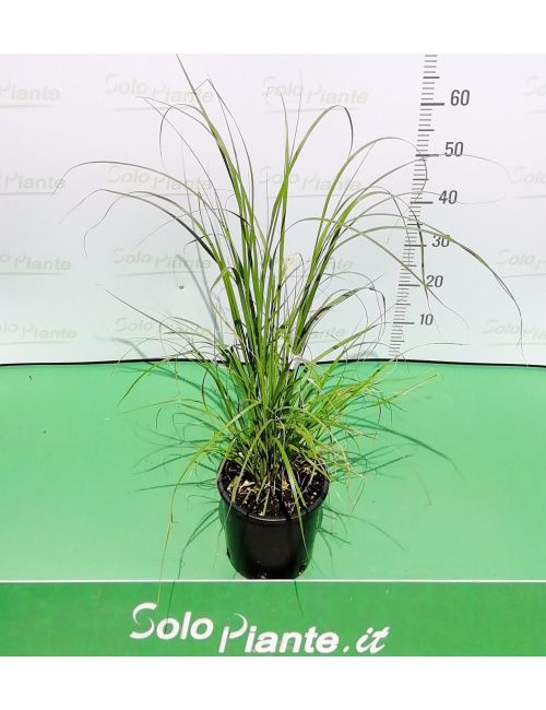 Cortaderia Selloana Rosea (Erba della Pampas a fiore rosa)