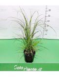 Cortaderia Selloana Rosea (Erba della Pampas a fiore rosa)