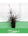 Pennisetum Hameln