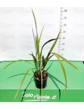 Phormium Tenax