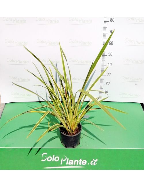 Phormium Tenax
