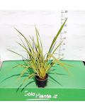 Phormium Tenax