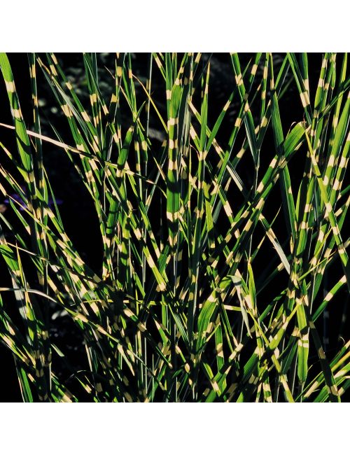 Miscanthus Zebrinus