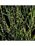 Miscanthus Zebrinus