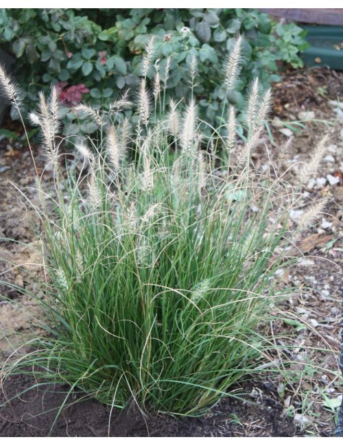 Pennisetum Hameln
