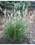 Pennisetum Hameln